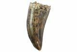 Serrated, Tyrannosaur Tooth - Judith River Formation, Montana #93727-1